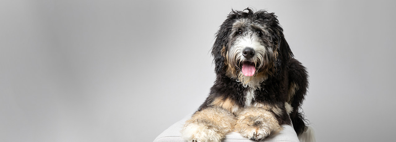 Puppy poodle being held by pet parent